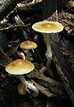 Agrocybe praecox