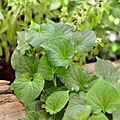 'Bai chaplu': the leaves of the Piper sarmentosum, often used as a wrap for 'miang kham'