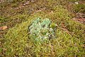 Cladonia fimbriata