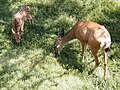 2005年12月18日 (日) 11:37時点における版のサムネイル