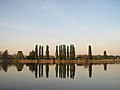 Populus nigra am Ufer der Havel bei Phöben (Brandenburg, Germany)