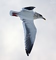 Larus schistisagus in flight (cat.)