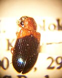 Necrobia ruficollis החיפושית שמצא לטריי בכלא