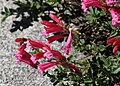 Pride-of-the-mountain (Penstemon newberyi) close