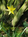 Tulipa sylvestris