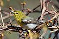 Vireo flavifrons