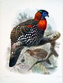 Western tragopan, state bird