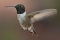 Black-chinned Hummingbird (male)