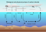 Thumbnail for Ocean fertilization