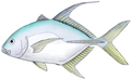 Carangoides oblongus