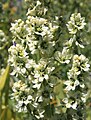 Corn lily flowers close (Veratrum californicum)