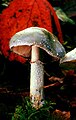 Stropharia aeruginosa