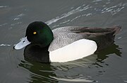 Greater scaup