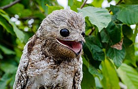 Urutau-grande (Nyctibius grandis)