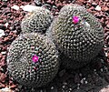 Mammilaria casoi