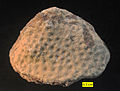 The scleractinian coral Microsolena from the Matmor Formation, Middle Jurassic, southern Israel