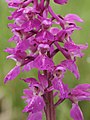 Orchis mascula Germany - Schwäbisch-Fränkischer Wald