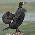 Image 17 Double-crested cormorant More selected pictures