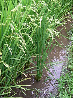 水田に植えられた稲（ジャポニカ米）