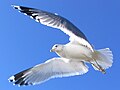 Larus californicus in flight (cat.)