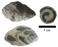 Three specimens of Trochactaeon conicus of same size and different cut angles.