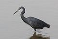 dark morph, Gambia