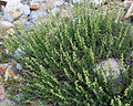 Western mugwort (Artemisia ludoviciana) plant