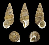 Cochlostoma apricum, shell