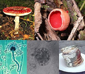 No sentido horário, desde em cima à esquerda: Amanita muscaria, um basidiomicete; Sarcoscypha coccinea, um ascomicete; pão coberto de mofo; um quitrídio; um conidióforo de Aspergillus.