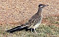 Image 30Greater roadrunner (the state bird of New Mexico) (from New Mexico)