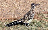 G. californianus (Nuurdelk Räänkukütj) LC - least concern (ei trüüwet)