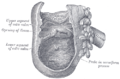 Interno del cieco e inizio del colon ascendente