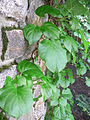 Hydrangea anomala