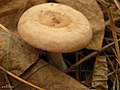 Lactarius yazooensis