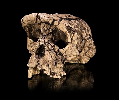 ’n Vormafdruk van ’n Sahelanthropus tchadensis-skedel, wat deur sommige wetenskaplikes beskou word as die vroegste fossiele Hominini.