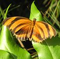 Butterfly in Butterfly House