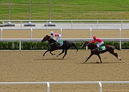 Course d'Akhal-Tekés (Achgabat, Turkménistan)