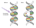 Thumbnail for File:DNA UV mutation.svg