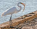 Adult in nonbreeding plumage