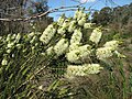 M. squarrosa en Langwarrin Flora and Fauna Reserve