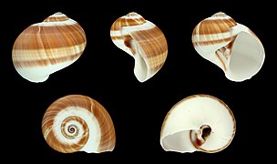 Natica vitellus (Calf Moon Snail), Shell