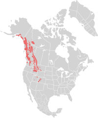 Udbredelsen i Nordamerika