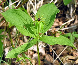 Keturlapė vilkauogė (Paris quadrifolia)