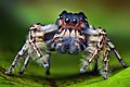 Salticidae (Phidippus putnami)