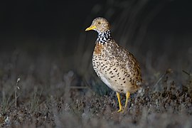 Plains-wanderer female 8173