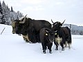 Fütterung im Schnee