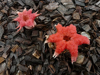 Aseroe rubra, by WikiWookie