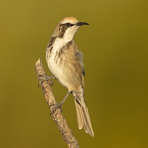 "Tawny-crowned_Honeyeater_2_-_Maddens_Plains.jpg" by User:JJ Harrison