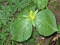 Trillium luteum