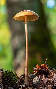 "Wald-Kahlkopf_(Psilocybe_pelliculosa)-20191014-RM-112540.jpg" by User:Ermell